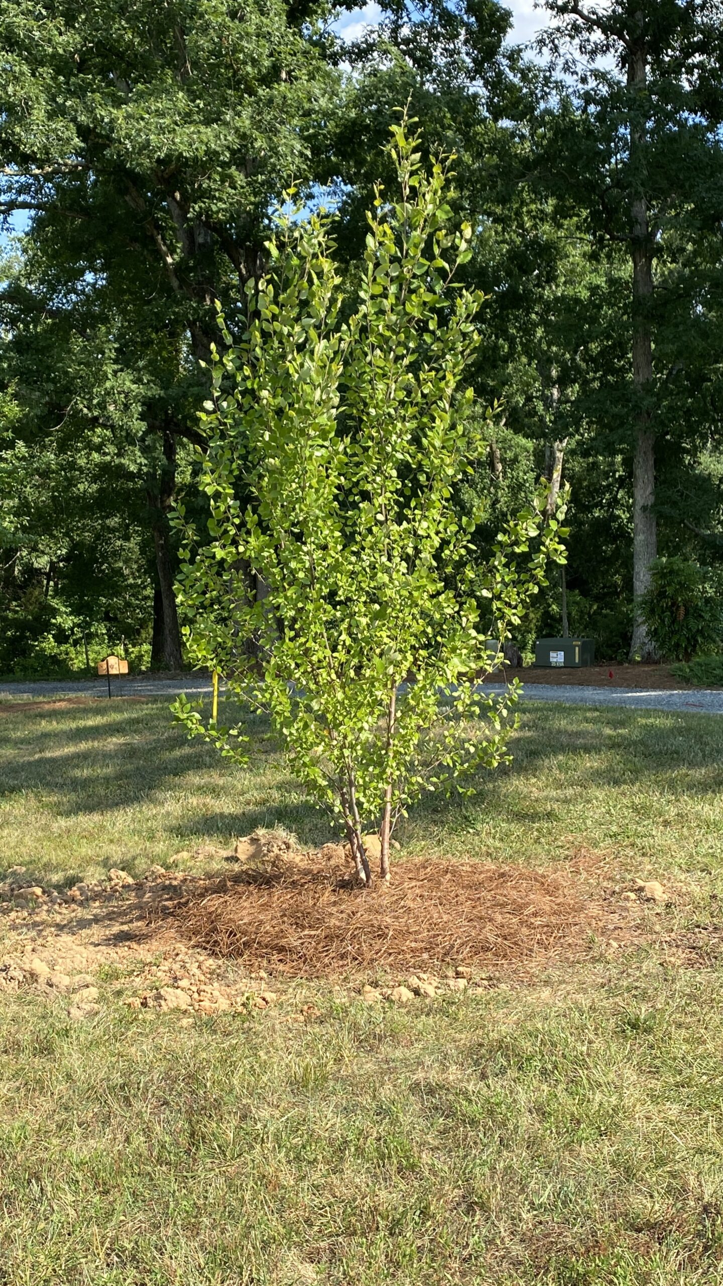 New Birch Trees