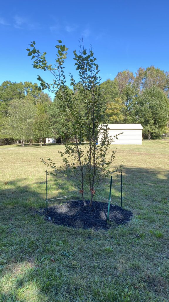 river birch tree