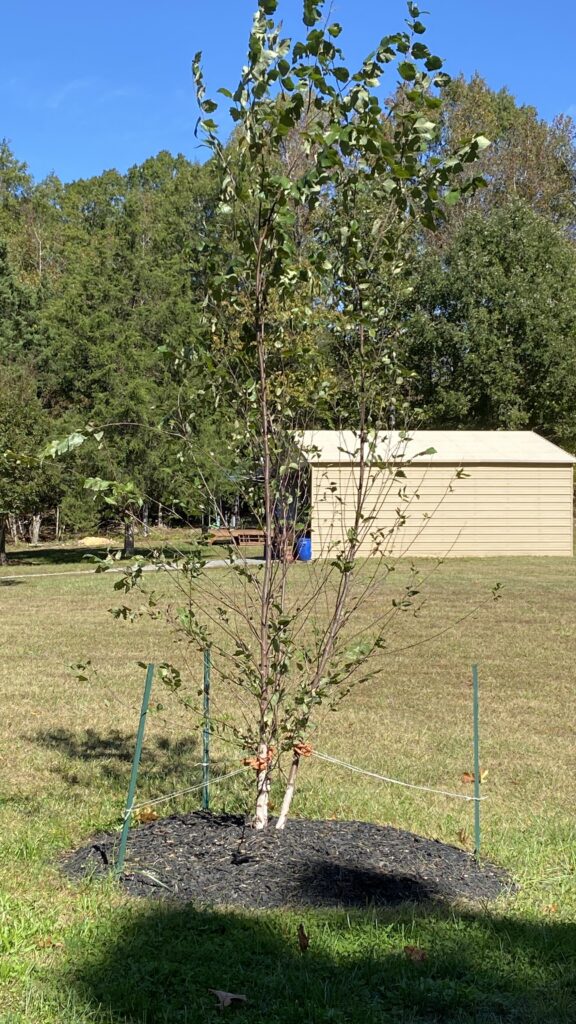 river birch tree